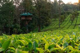 Munnar Spice Gardens