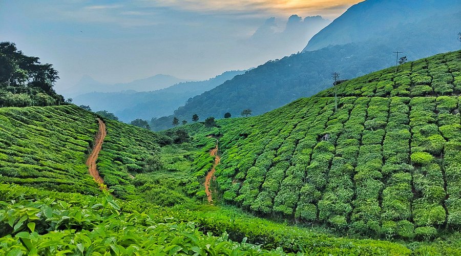 tea gardens